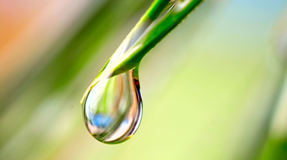 Leaf with Water Droplet